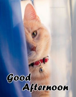 good.afternoon.cat.jpg