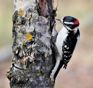 Woodpecker.jpg