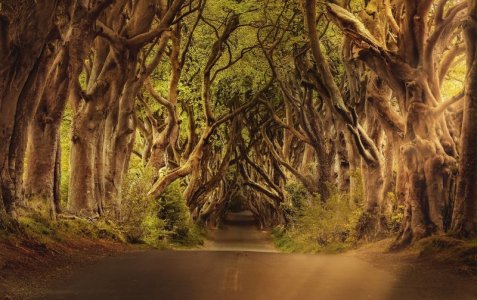 brown twisted trees.jpg