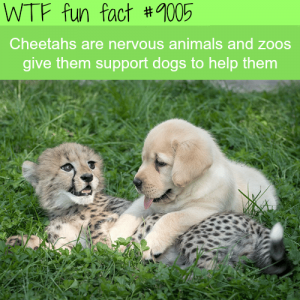 fun-facts-cheetahs-and-dogs-wtf-fun-facts.png