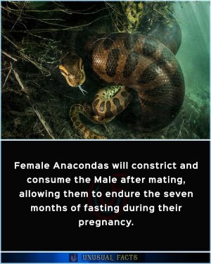 anacondawhoknew.jpg