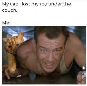 cat lost toy.jpeg