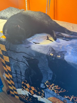 IMG_1390.jpeg