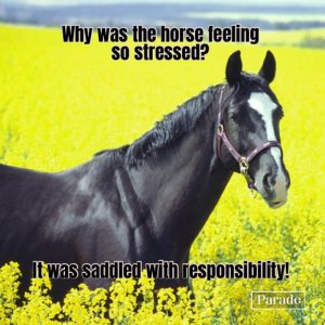 horse3.jpg