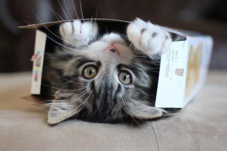 boxing day cat.jpg