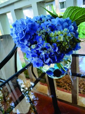 Hydrangea.jpg