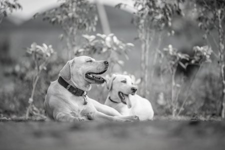 B&W Labradors.jpg