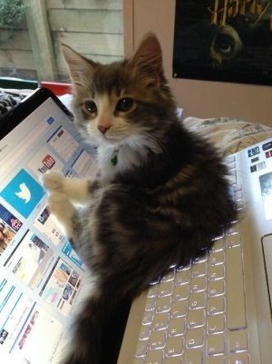 twitter cat.jpg