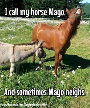 horse5.jpg