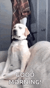 dog-sleepy.gif