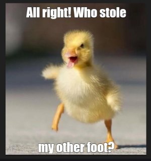 duck1.jpg