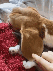 cute-sleep.gif