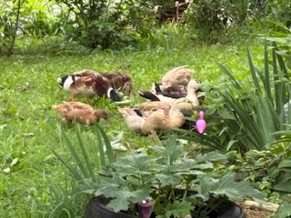 IMG_0063.jpeg