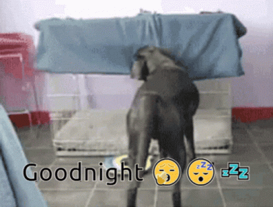 good-night-funny-sleepy-dog.gif