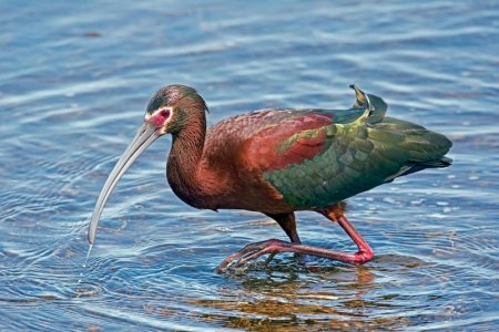 brown ibis.jpg