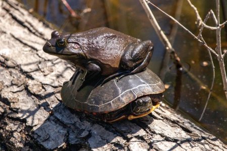 brown toad tortoise.jpg