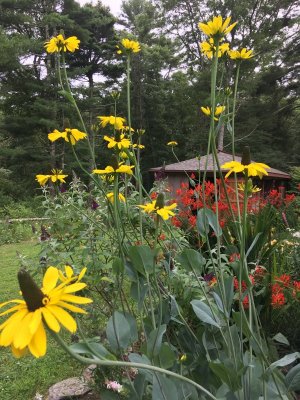 Garden IMG_3600.JPG