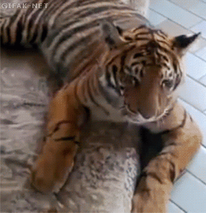 010-funny-gif-342-tiger-cub-and-dog.gif