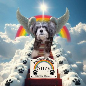 Suzylovmemrainb.jpg