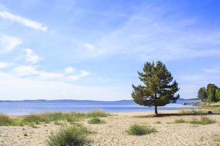 Tree Beach Pixabay.jpg