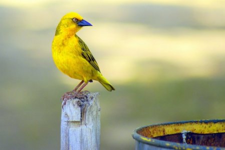 yellow-bird-perching.jpg