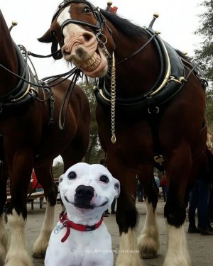 animal.jpg