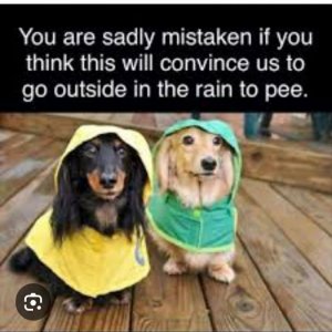 FB_IMG_1748731157755.jpg