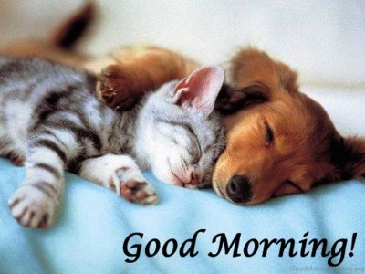 goodmorning.dogcat.jpg