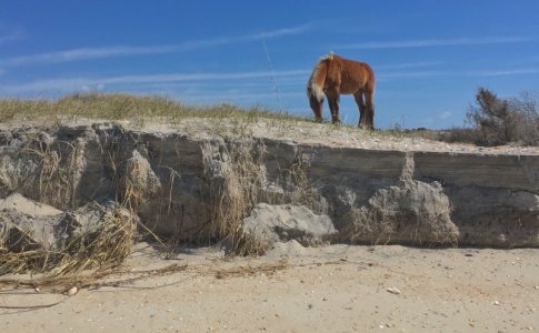 horse2.jpg