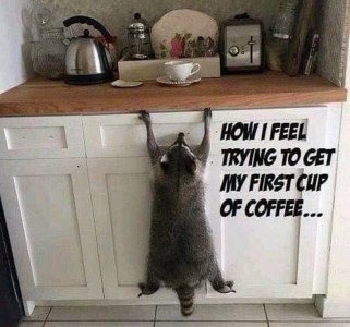cat2.jpg