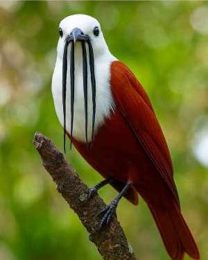 birdbeautiful.jpg
