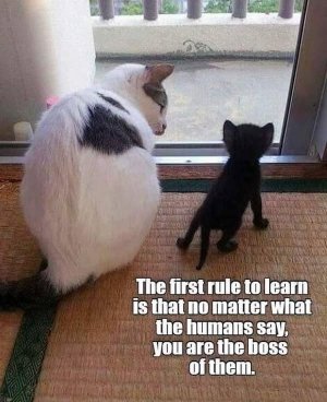 catboss.jpg