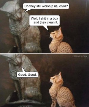 catshitboxjoke.jpg