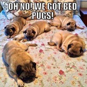 bedpugs.jpg