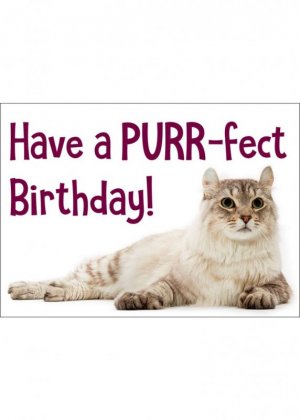 34-Birthday-Highlander-Cat-h1500-768x1076.jpg