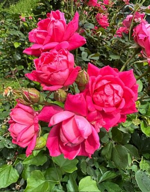 IMG_0529.jpeg