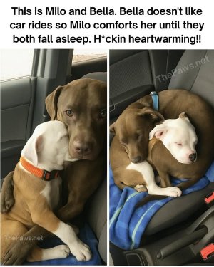 fortheloveofdogsmeme.jpg