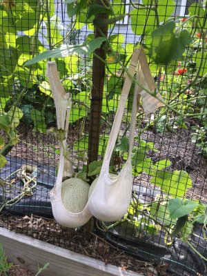lindas melons IMG_2789 2.JPG