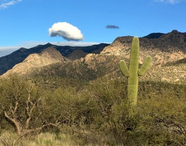 cactus.jpg