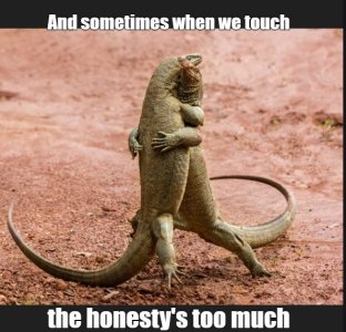 lizards.jpg