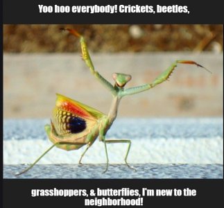 mantis.jpg