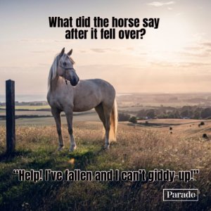 horse1.jpg