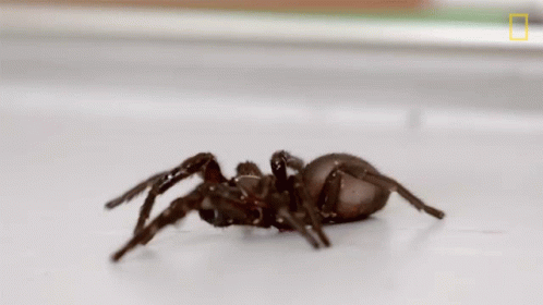trapdoor-spider-crawling-4m6mmthan40jeeb9.gif