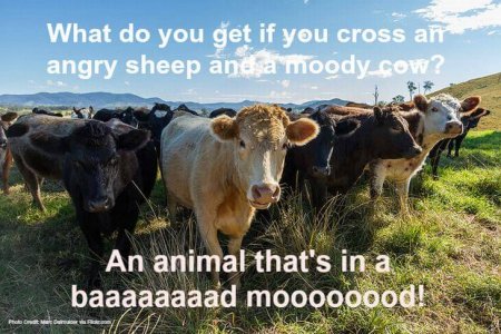 animal-puns-11-1.jpg