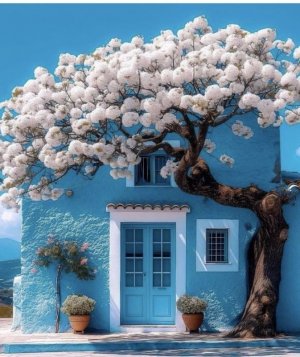 turq house flowers.jpg