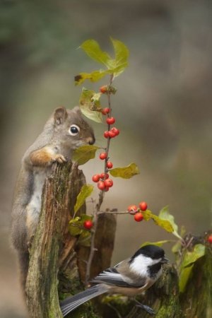 bird3.jpg