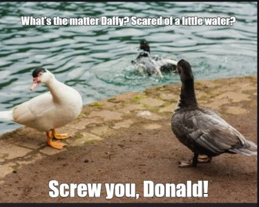 duck.jpg