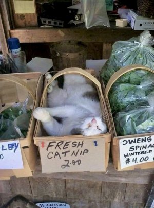 animal3.jpg