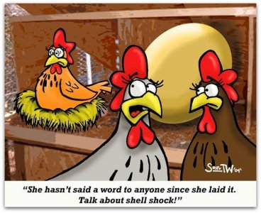 225954ba51b2b4e6035a7695314a3321--chicken-jokes-funny-chicken.jpg