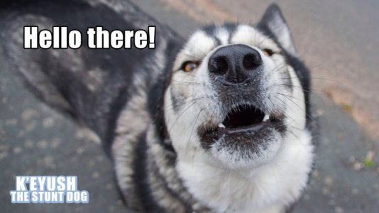 husky.jpg